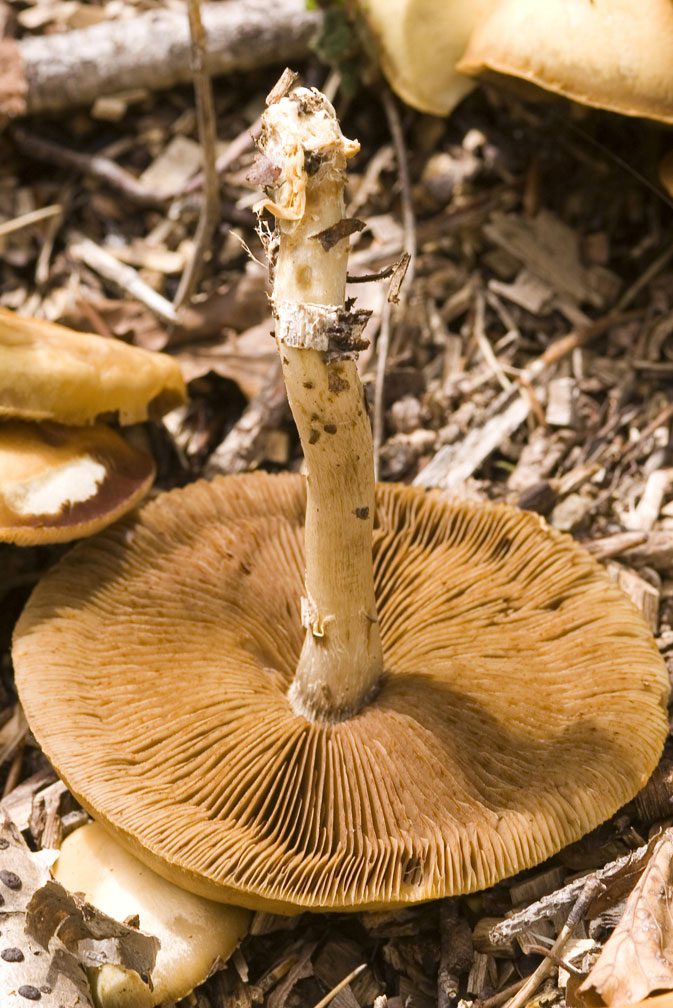 Funghi lamellati